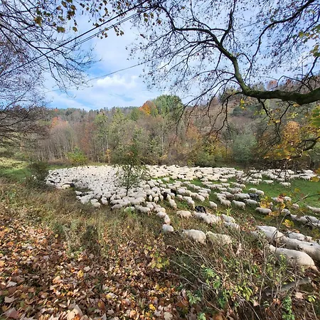 U Waligory Πανσιόν Jaworki